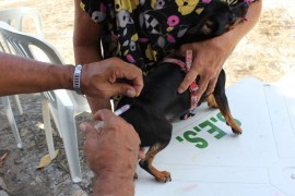 vacina 3 270x180 - Paraíba realiza dia ‘D’ de vacinação contra a raiva animal