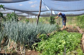 emater comemora semana nacional alimentacao 2 270x179 - Emater comemora Semana Nacional da Alimentação na Paraíba