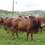 gado SIDI emepa boi alagoinha foto selma soares