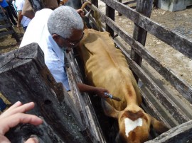 17.11.11 vacina contra febre aftosa 22 270x202 - Governo lança campanha de vacinação contra febre aftosa neste sábado