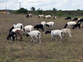 emater caprinocultura em santa cecilia 270x202 - Governo levará a criadores de Santa Cecília programa de inseminação artificial