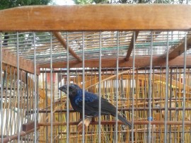 bpamb pm ambiental apreencao de aves na regiao metropolitana 2 270x202 - Polícia apreende 253 aves em operação na Região Metropolitana