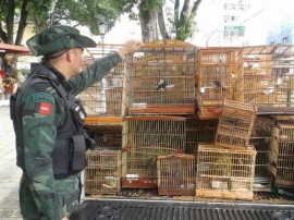 bpamb pm ambiental apreencao de aves na regiao metropolitana 3 270x202 - Polícia apreende 253 aves em operação na Região Metropolitana