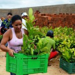 agricutores de matureia recebem mudas de arvores frutiferas pela emater (1)