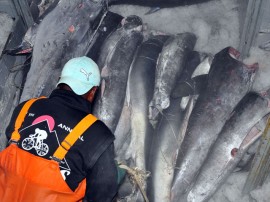 atum pescadores foto francisco frança 21 270x202 - Governo incentiva pesca em Cabedelo com recursos do Empreender-PB