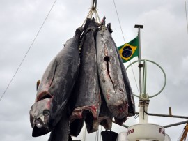 atum pescadores foto francisco frança 58 270x202 - Governo incentiva pesca em Cabedelo com recursos do Empreender-PB