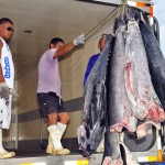 atum pescadores foto francisco frança (75)