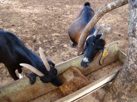 5 animais e blocos e1418644376373 270x202 - Nesta terça: Vitrine Tecnológica destaca alimentação animal em Itabaiana