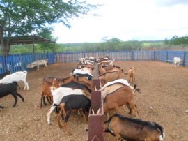 Alimentação das Matrizes 270x202 - Programa de Inseminação de caprinos avança em Gurjão