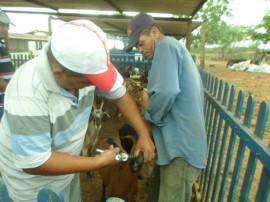 Aplicação de vermifugo 270x202 - Programa de Inseminação de caprinos avança em Gurjão