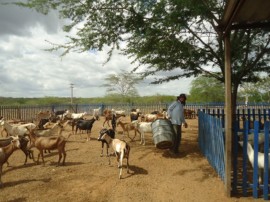 Instalaçõess 270x202 - Programa de Inseminação de caprinos avança em Gurjão