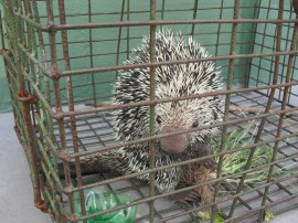 policia ambiental recupera 645 animais silvestres em operacao 1 270x202 - Polícia ambiental apreendeu 645 animais silvestres no 1º bimestre