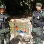 policia ambiental recupera 645 animais silvestres em operacao (4)