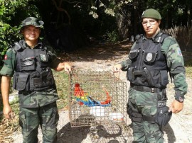 policia ambiental recupera 645 animais silvestres em operacao 4 270x202 - Polícia ambiental apreendeu 645 animais silvestres no 1º bimestre