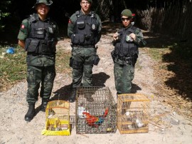 policia ambiental recupera 645 animais silvestres em operacao 5 270x202 - Polícia ambiental apreendeu 645 animais silvestres no 1º bimestre