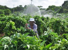 28.04.14 ACRICULTURA FAMILIAR 5 270x202 - Governo do Estado disponibiliza assistência e garante sustentabilidade na agricultura familiar