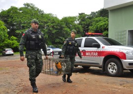 05.05.14 POLICIA AMBIENTAL FOTOS WALTER RAFAEL 7 270x192 - Polícia registra quase 500 denúncias de crimes ambientais este ano na Paraíba