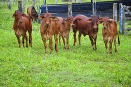 07.05.14 emepa alagoinha.sindi uberaba fotos roberto guedes 81 270x179 - Estado usa fertilização in vitro para melhorar rebanho zebuíno