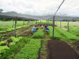 113Hortaliçãs sem agrotóxicos 270x202 - Emater incentiva produção de hortaliças sem agrotóxicos em Cajazeirinhas