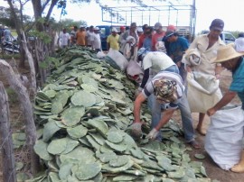 14.05.14 programa producao palma forrageira 3 270x202 - Estado tem apoio do Insa em programa de produção de palma forrageira