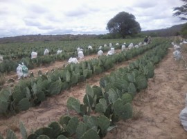 14.05.14 programa producao palma forrageira 4 270x202 - Estado tem apoio do Insa em programa de produção de palma forrageira