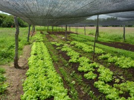 166hortaliças sem agrotóxicos 270x202 - Emater incentiva produção de hortaliças sem agrotóxicos em Cajazeirinhas