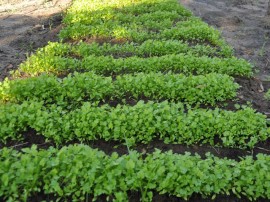 colonia agriculo em mangabeira cuentro foto joao francisco1 270x202 - Penitenciária Agrícola de Mangabeira inicia mais um ciclo de colheita de frutas