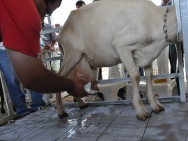 emater e embrapa parceria de fortalecimento da caprinocultura na paraiba 5 270x202 - Emater e Embrapa firmam parceria para fortalecer a caprinocultura na Paraíba