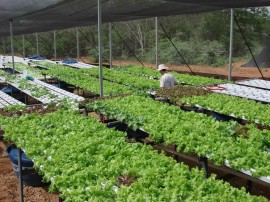 emater pimenta agroecologica da paraiba sera comercializada na copa do mundo 4 270x202 - Pimenta agroecológica da Paraíba será comercializada na Copa do Mundo