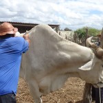 vacinacao contra febre aftosa (2)