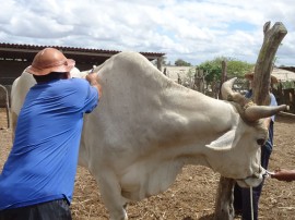 vacinacao contra febre aftosa 21 270x202 - Governo da PB realiza dia de vacinação contra febre aftosa em Itatuba