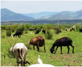 Producao de Ovinos Organicos 270x220 - Emepa apoia melhoria da produção de carne de cordeiro orgânica