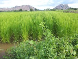 emater producao de arroz vemelho 1 270x202 - Governo inova em sistema de produção para manter ranking de maior plantador de arroz vermelho