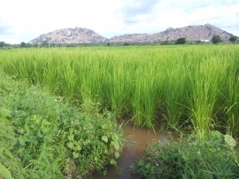 emater producao de arroz vemelho 3 270x202 - Governo inova em sistema de produção para manter ranking de maior plantador de arroz vermelho