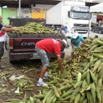 empasa recebe milho 1 150x150 - Empasa isenta taxa de entrada e milho já começa a chegar nos entrepostos