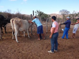 DSC09732 270x202 - Emater realiza vacinação orientada contra aftosa em Poço Dantas