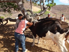 DSC09739 270x202 - Emater realiza vacinação orientada contra aftosa em Poço Dantas