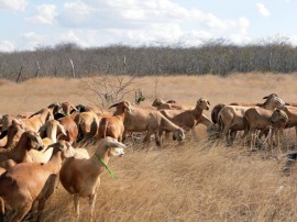 Fotos Santa Inês Campo 061 270x202 - Governo investe em pesquisa para desenvolver ovinocultura de corte