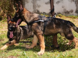 Canil recebe Novos Cães PM Foto Wagner Varela 11 270x202 - Canil da PM recebe novos cães para reforçar combate às drogas na Paraíba