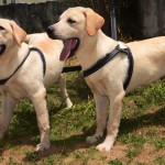 Canil recebe Novos Cães PM Foto Wagner Varela (3)