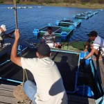 Criação peixe tanque rede em Santa Helena (3)