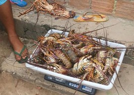 26.01.15 pm apreende caranguejos lagostas 4 270x192 - Polícia apreende mais de 800 caranguejos-uçá e 25 kg de lagosta