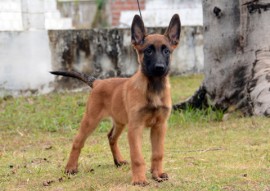 BARÃO 270x191 - Polícia divulga nomes escolhidos para os cães do Canil do Bope