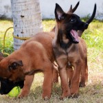 Canil recebe Novos Cães PM Foto Wagner Varela (2)