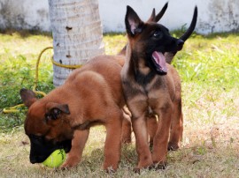 Canil recebe Novos Cães PM Foto Wagner Varela 2 270x202 - Mais de 80 mil pessoas já votaram na escolha do nome dos novos cães do Canil da Polícia Militar