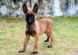 DARA 270x191 - Polícia divulga nomes escolhidos para os cães do Canil do Bope