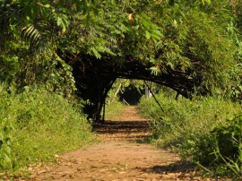 Jardim Botanico foto walter rafael 11 270x202 - Revitalização do Rio Paraíba e implementação de Unidades de Conservação são metas do Governo