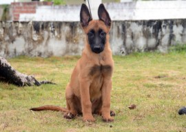 Macho 02 Foto Wagner Varela 1 270x191 - Mais de 80 mil pessoas já votaram na escolha do nome dos novos cães do Canil da Polícia Militar