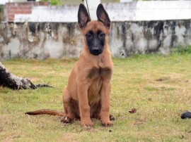 Macho 02 Foto Wagner Varela 270x202 - Polícia Militar lança campanha para escolher os nomes dos novos cães do canil do BOPE