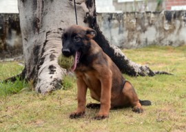 TANTOR 270x191 - Polícia divulga nomes escolhidos para os cães do Canil do Bope